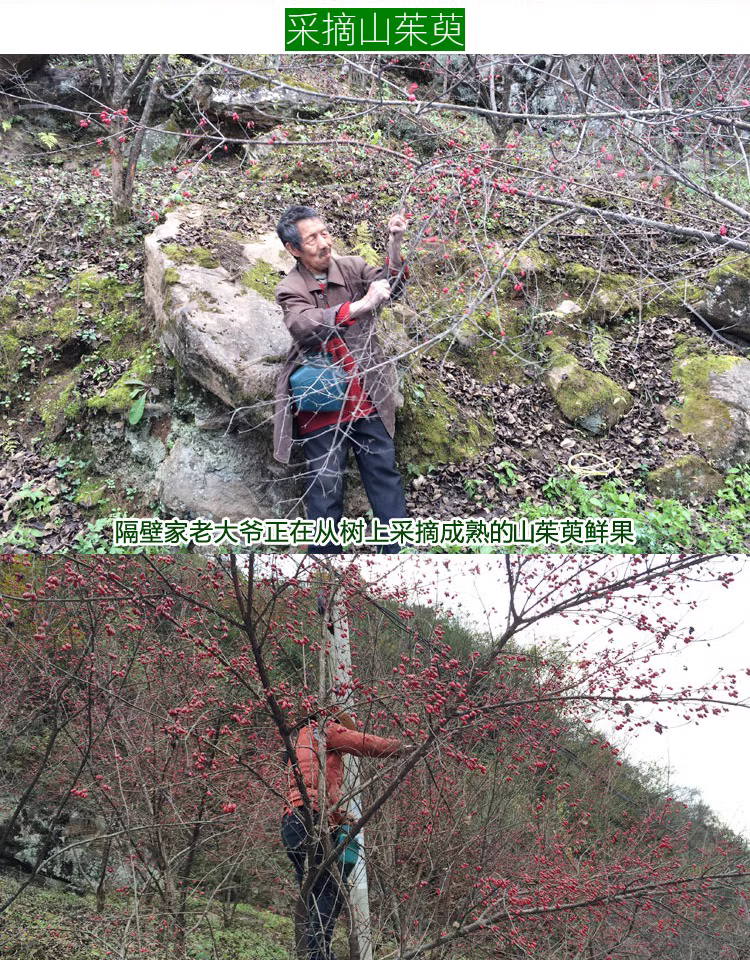 阿里乡村特派员：我们在佛坪卖山茱萸